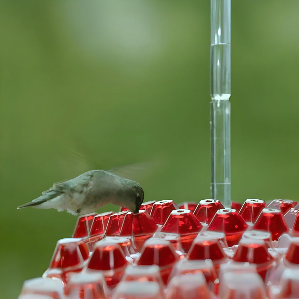 Comedero Colgante para Colibríes con Néctar para Jardín