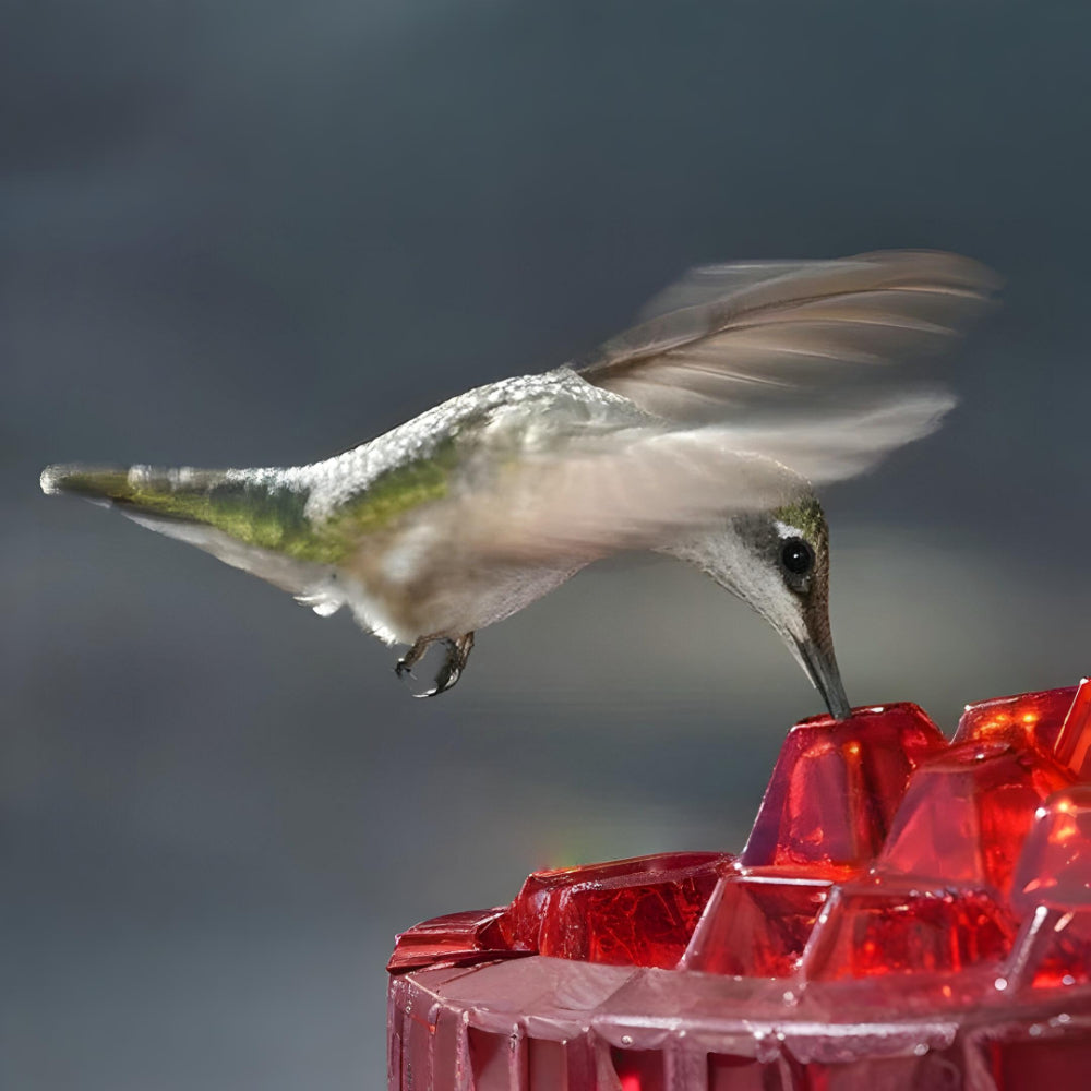 Comedero Colgante para Colibríes con Néctar para Jardín
