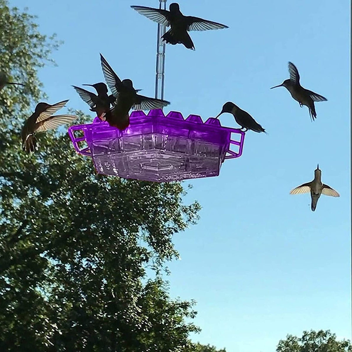 Comedero Colgante para Colibríes con Posadero para Jardín