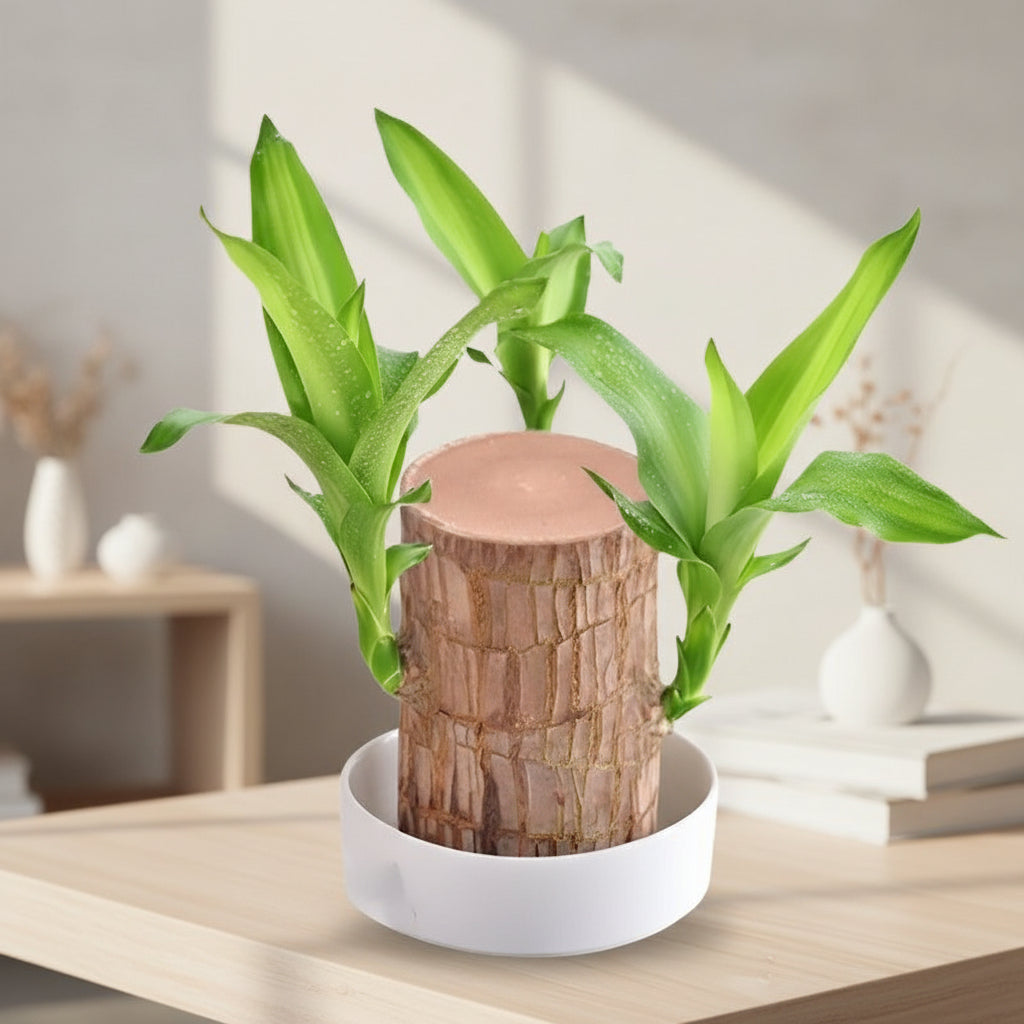 Soporte para Plantas de Madera en Forma de Árbol con Buda